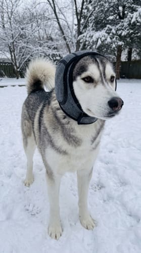 Customer photo review of Rincón Peludo® | Protector Acústico Antiestrés para Perros