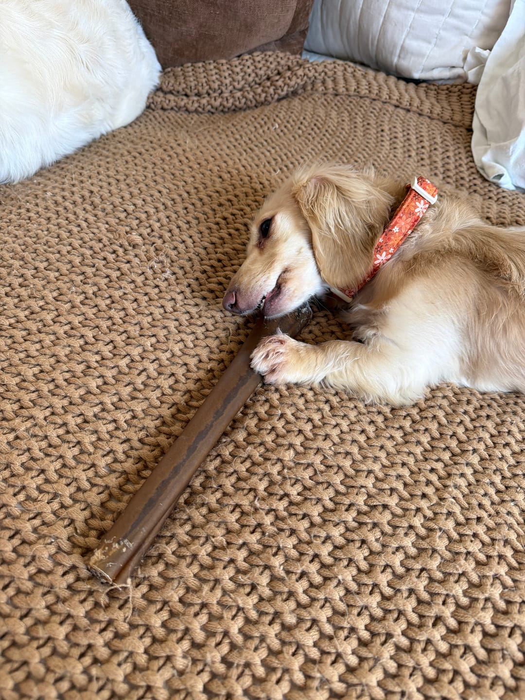 Customer photo review of Monster Super Bull Sticks