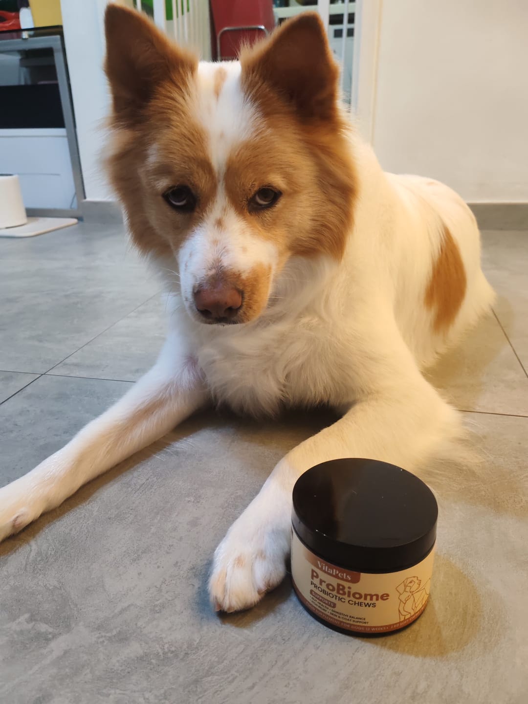 Customer photo review of ProBiome™狗狗益生菌軟粒