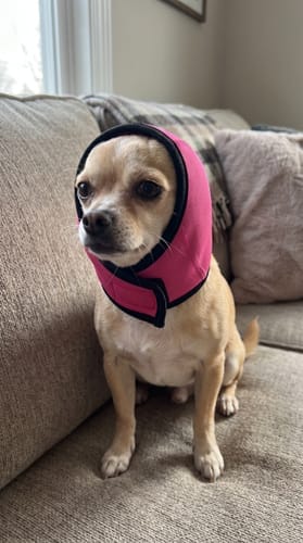Customer photo review of Rincón Peludo® | Protector Acústico Antiestrés para Perros