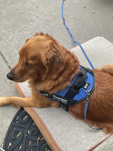 Customer's golden retriever wearing a blue Dogshood No Pull Harness with a personalized name patch while lying down.