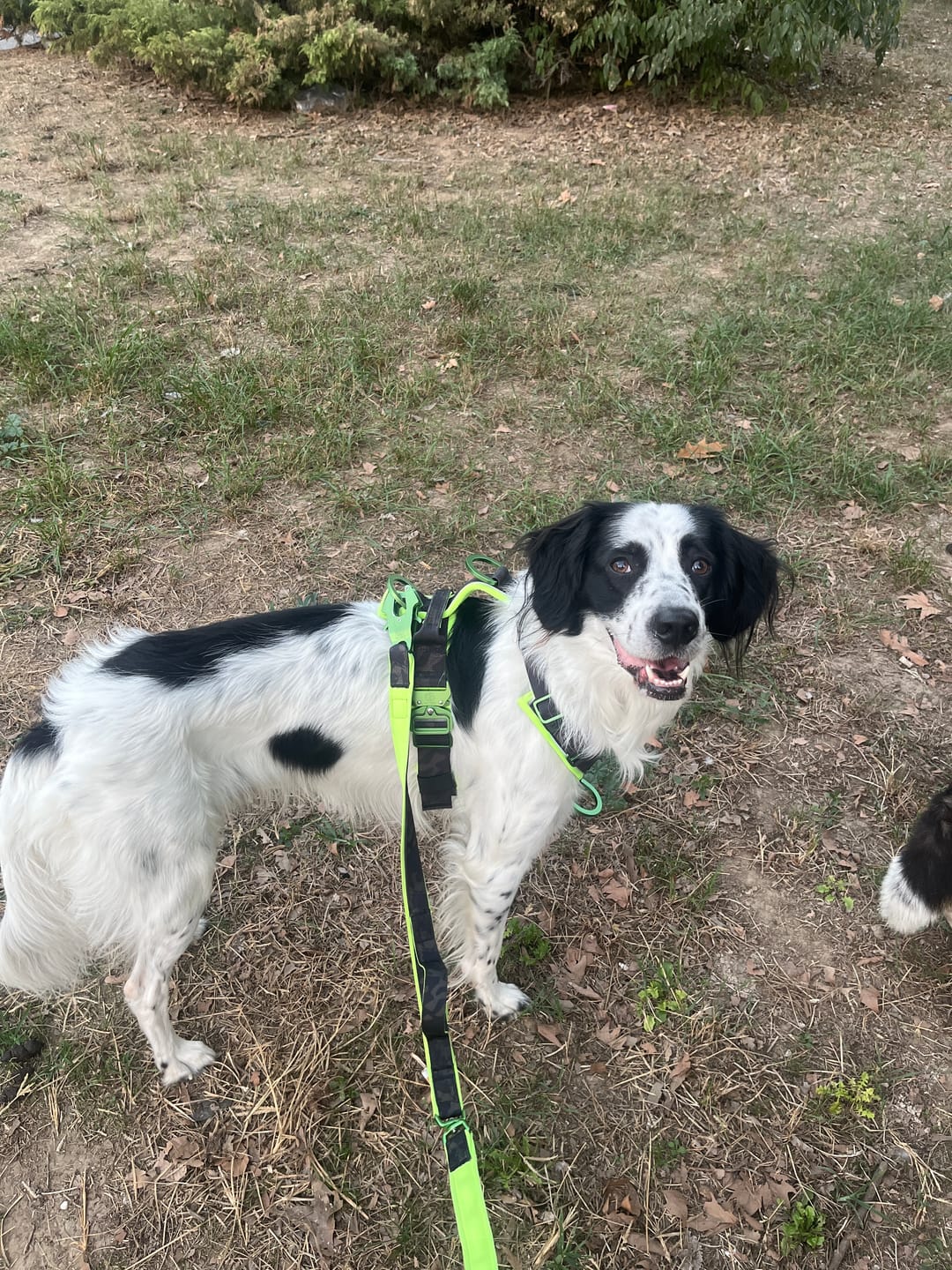Customer photo review of Pettorina Crime 3.0