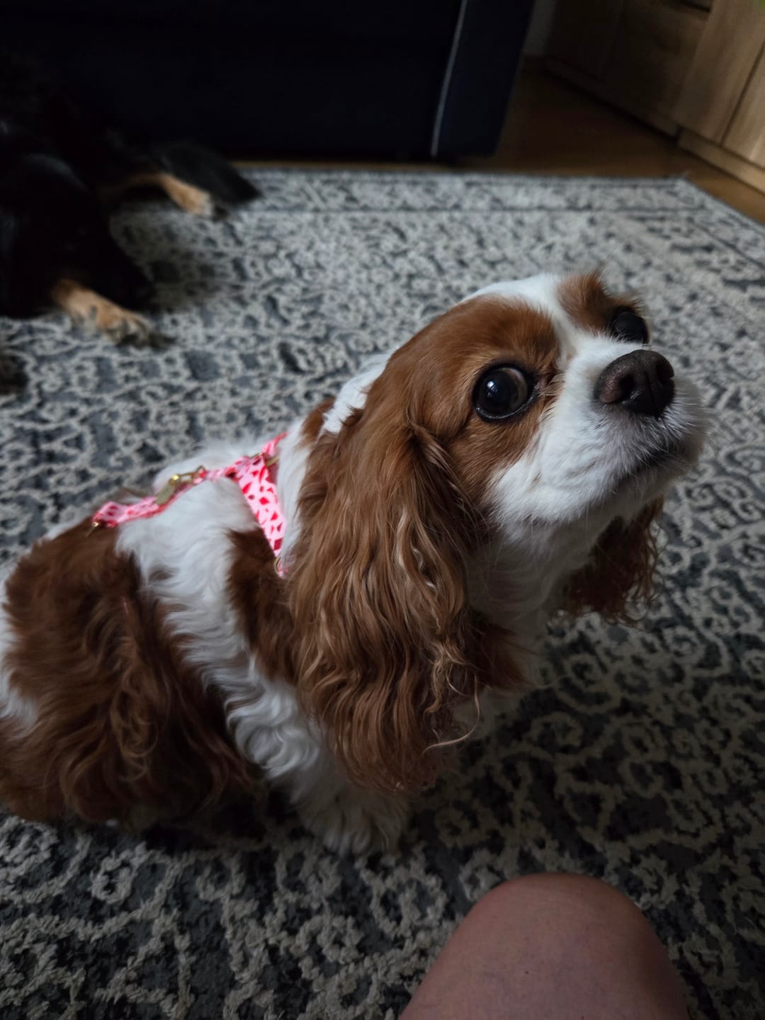 Customer photo review of Szelki guard "Pink Terrazzo" - złote okucia