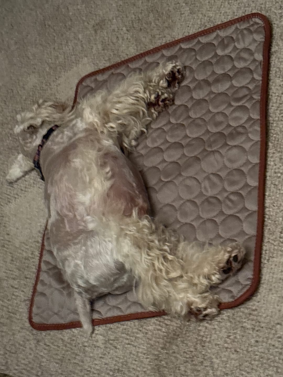 Customer photo review of PawLab Cooling Mat