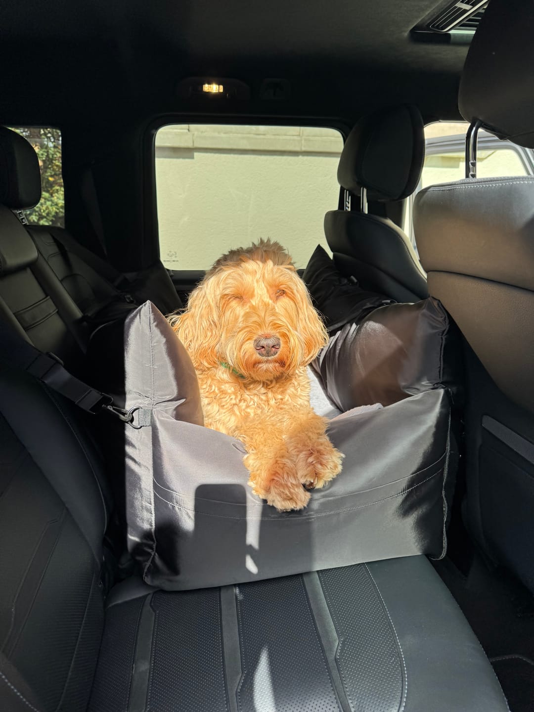 Customer photo review of Travel Dog Pod XL