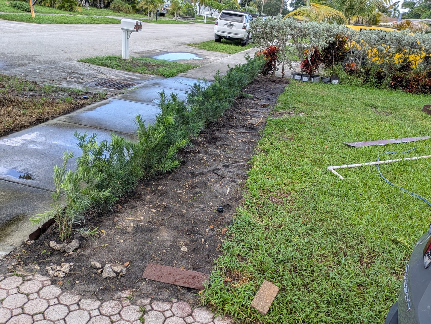 Customer photo review of Podocarpus