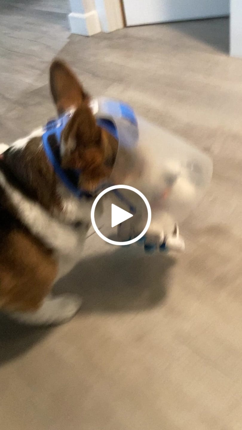 Customer video review of NovaGuard Recovery Collar