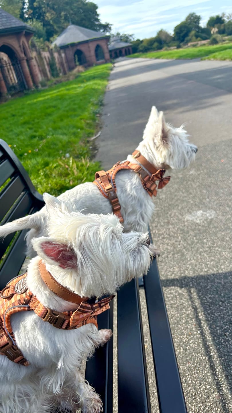 Customer photo review of Tough Trails™ Harness -  Golden Acre