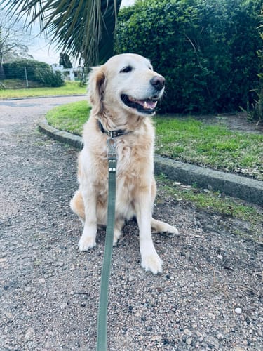 Customer photo review of Collar Remachado Básico (Perro)