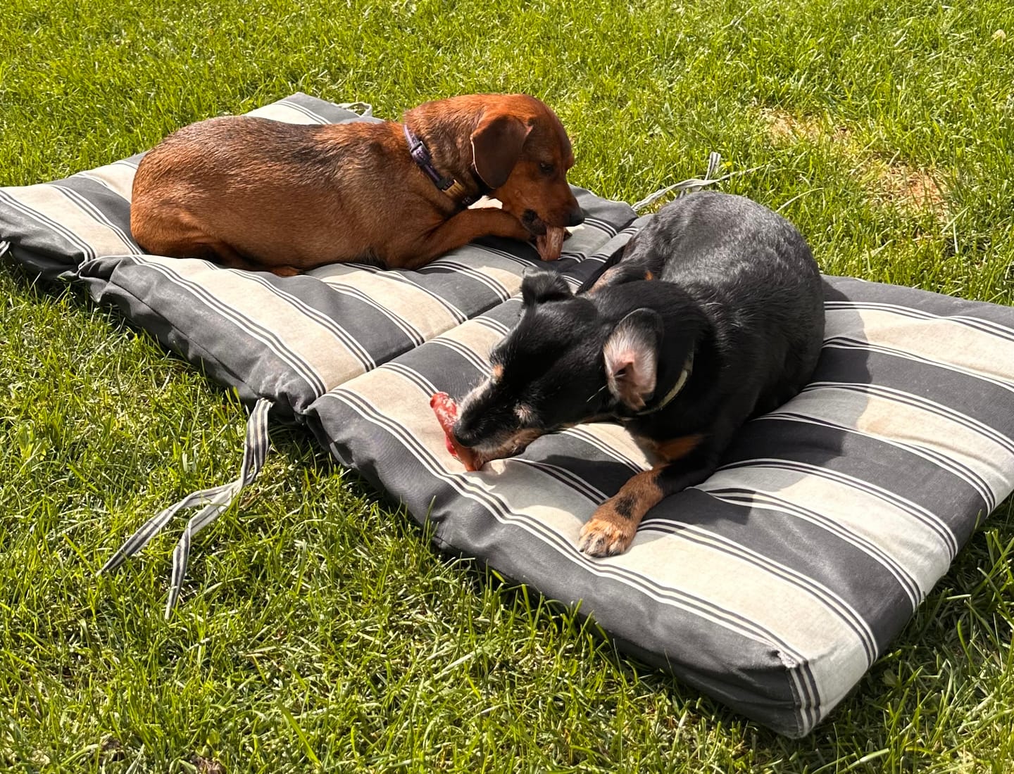 Customer photo review of Small Bully Stick Ring