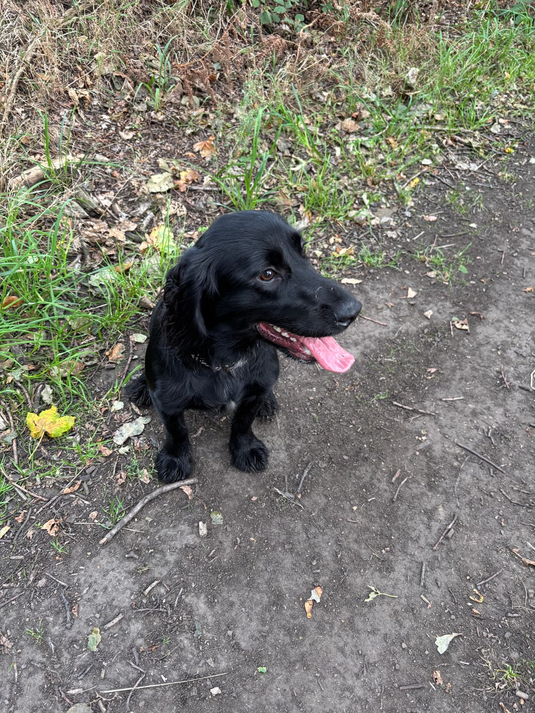 Customer photo review of Original Beef - Adult Dry Dog Food 15Kg