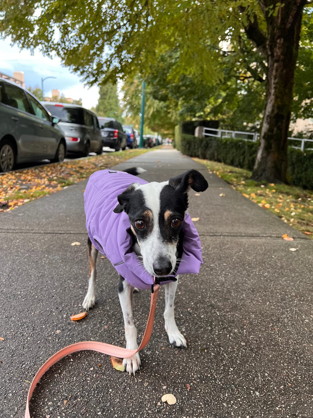 Customer photo review of WarmShield Water-Resistant Jacket - Lilac