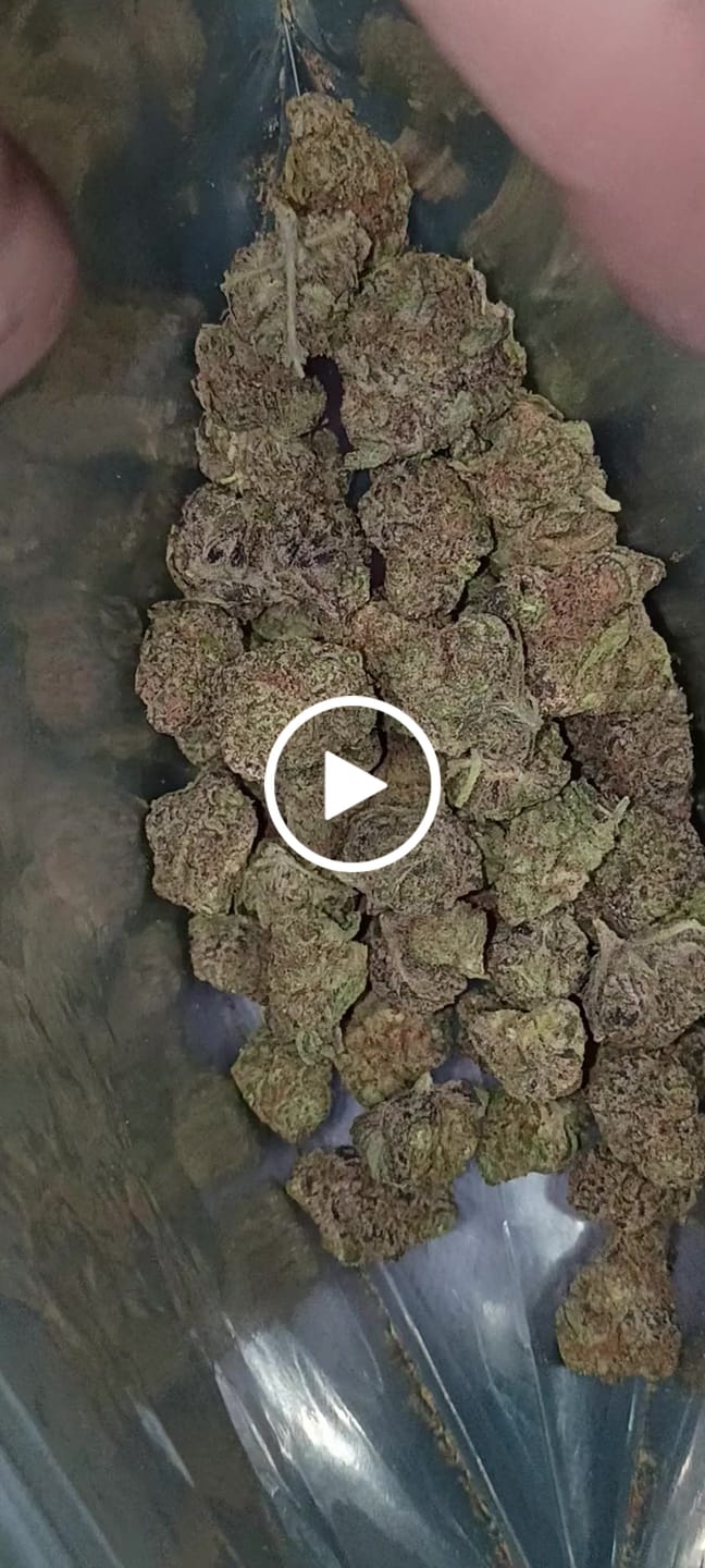 Customer video review of Purple Lantz THCA Flower