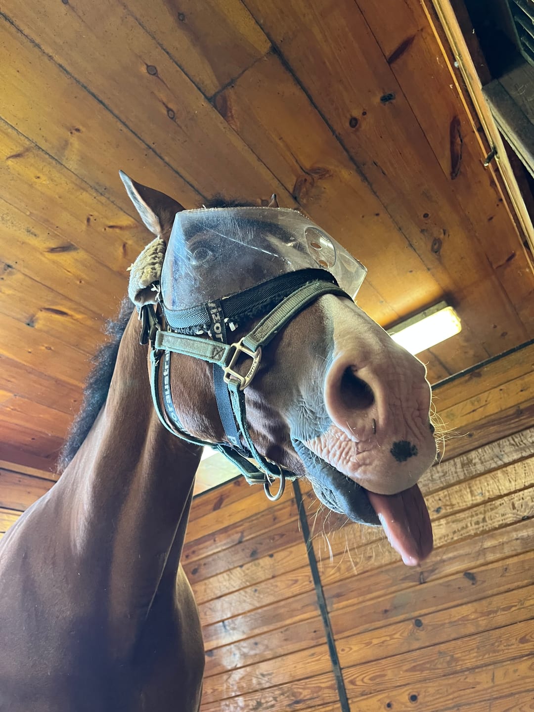 Customer photo review of Recovery Vizor - Clear UV Tint