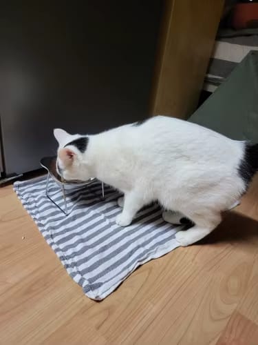 Customer photo review of ElevateBowl – Höher fressen, tiefer entspannen – entlaste die Wirbelsäule deiner Katze jeden Tag!
