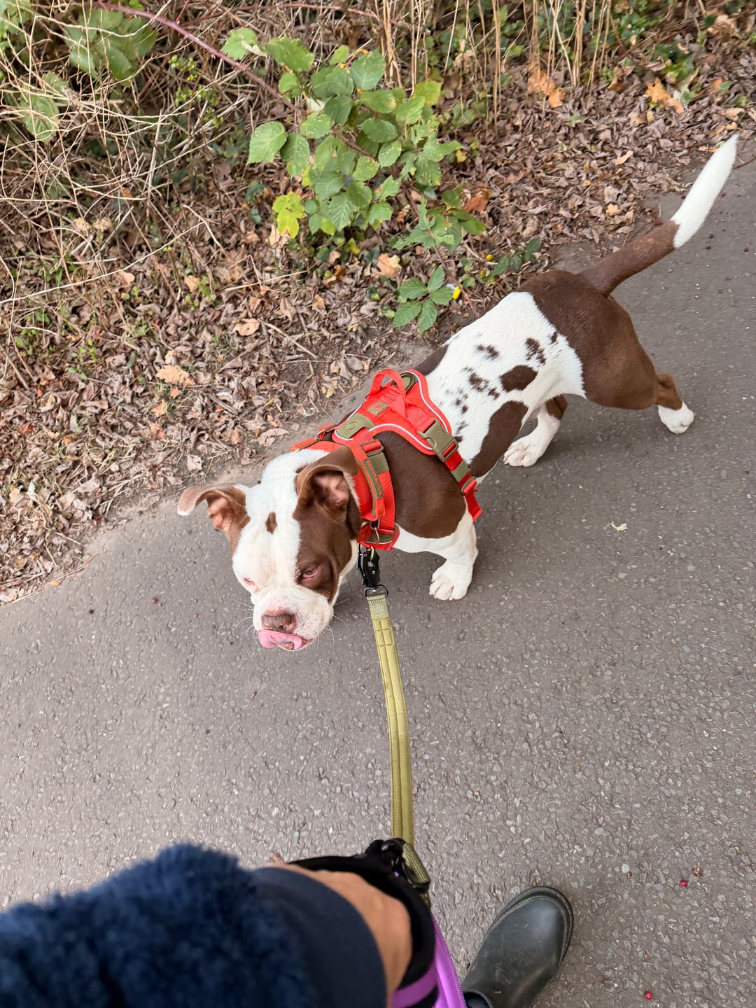 Customer photo review of 4cm LIGHTER Combat® Collar | With Handle & Secure Clip - Burnt Orange X Khaki