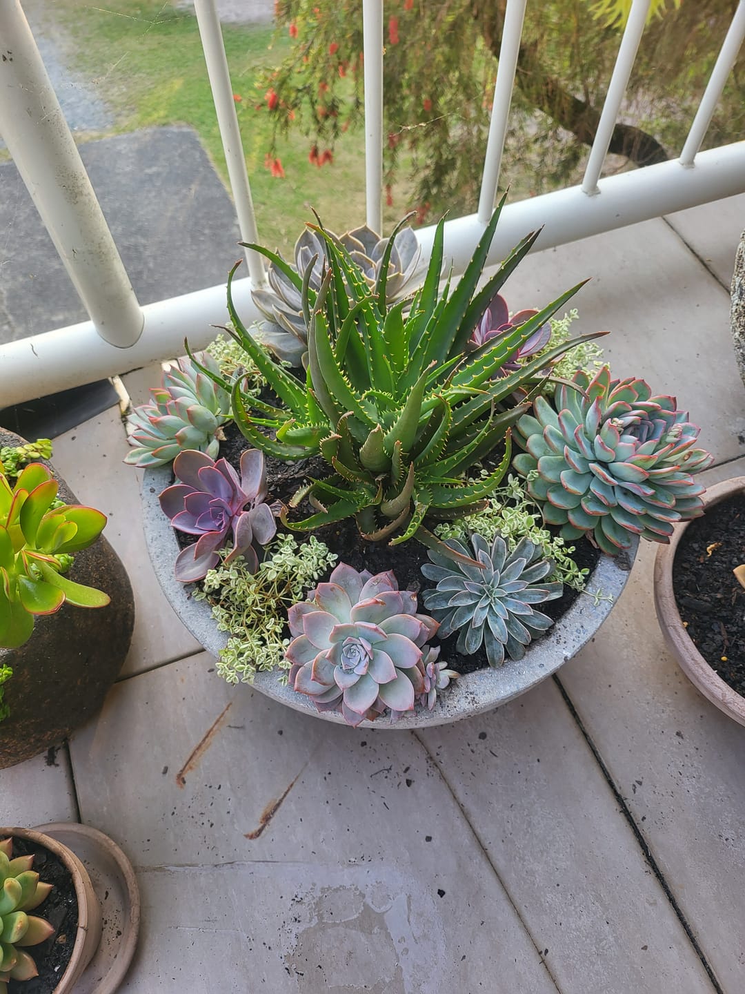 Customer photo review of Sedum dasyphyllum 'Lilac Mound'
