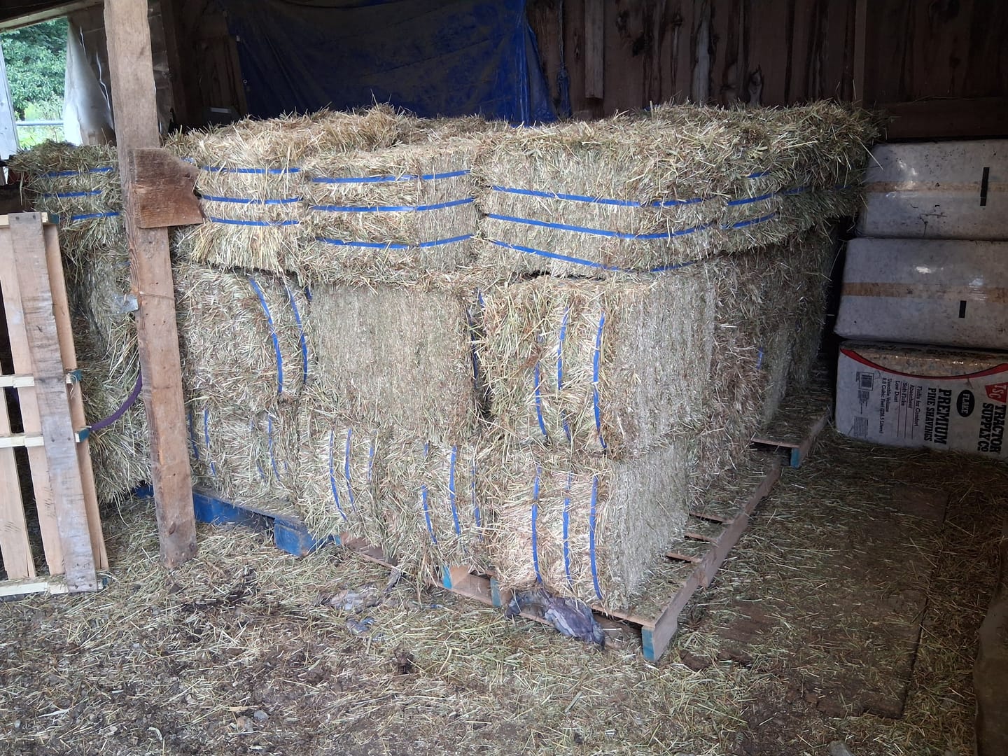 Customer photo review of Timothy Orchard Grass Hay 1st Cut (2026 Crop) Grass Hay (Buy More - Save More)(Includes delivery too!)