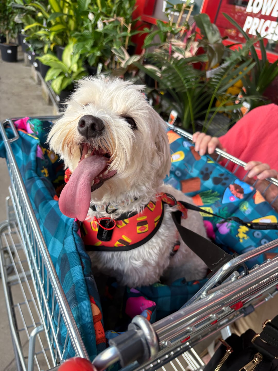 Customer photo review of BUNNINGS TRIP MAT