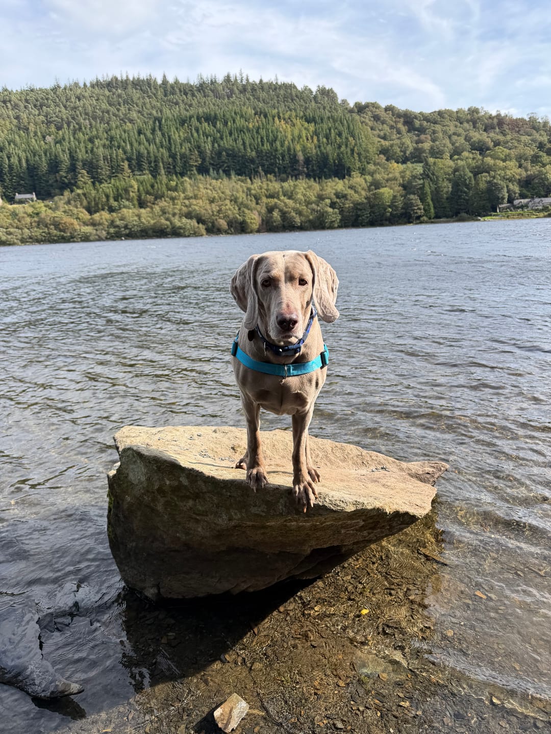 Customer photo review of ParoPet No Pull Dog Harness