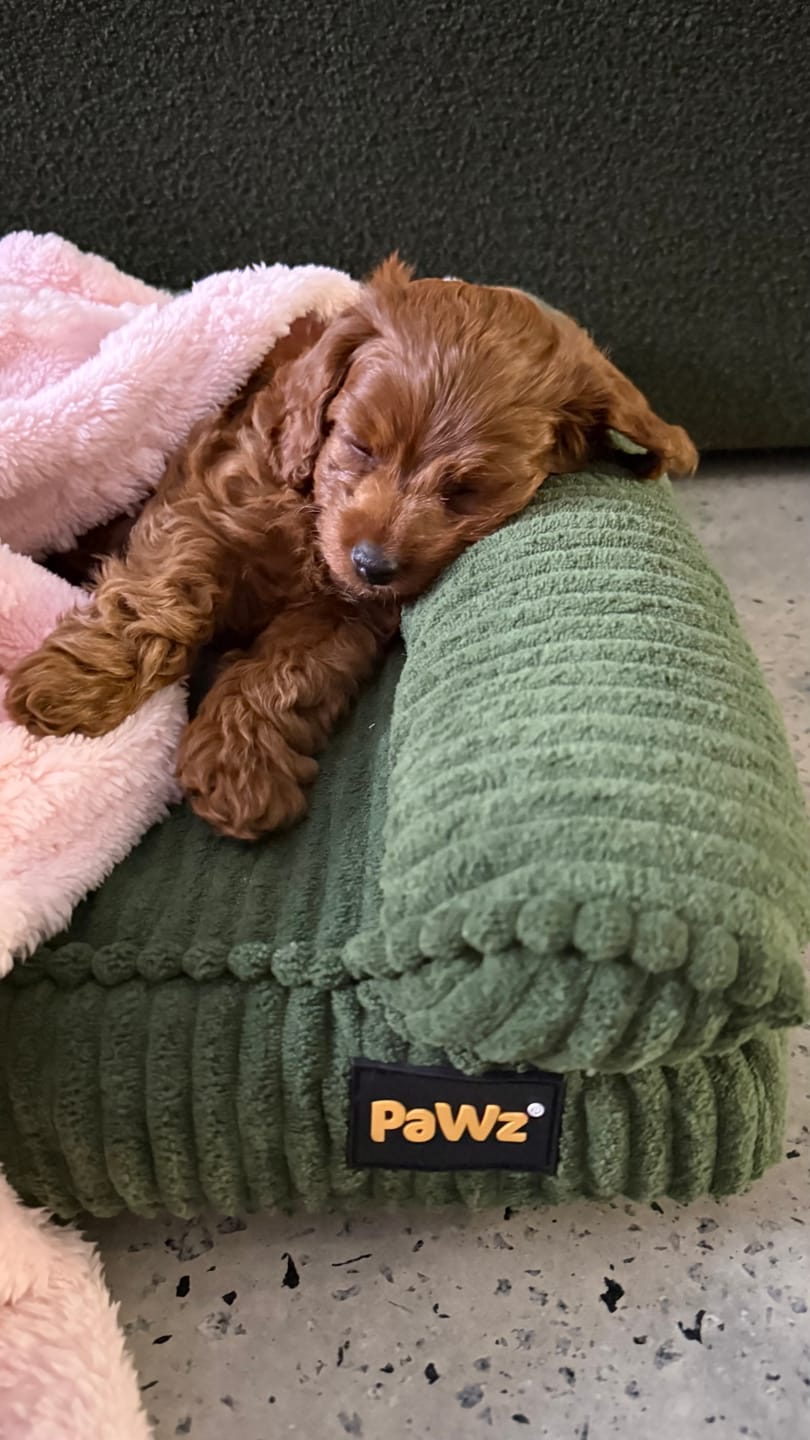 Customer photo review of Pet Bed Non Slip Dog Mat Orthopedic Sofa  Cushion Washable Removable