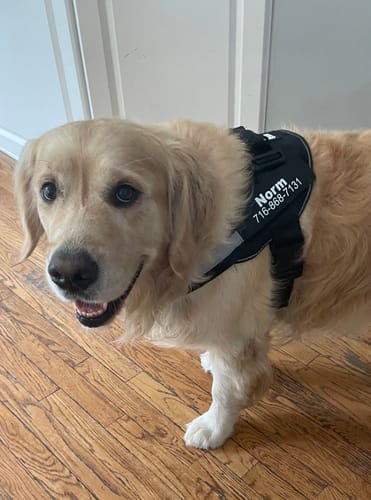 Customer's Golden Retriever wearing a black personalized dog harness with the name Norm printed on the side.