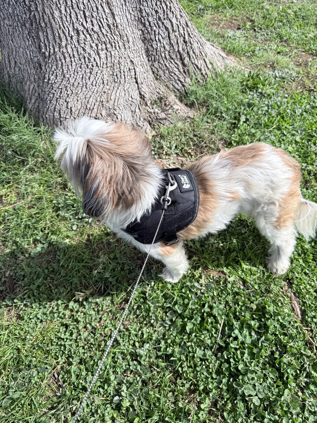 Customer photo review of Personalized Dog Harness
