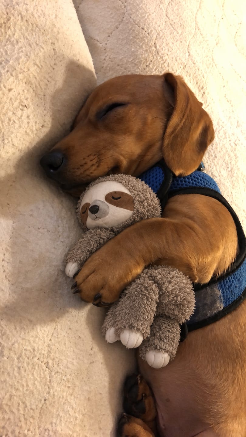 Customer photo review of Muffly™ Heartbeat Sloth – Calms Anxiety & Loneliness