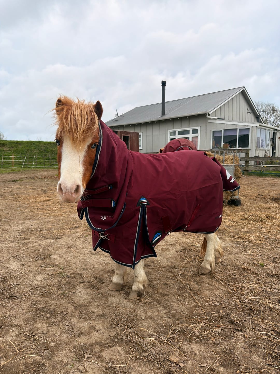 Customer photo review of Weatherbeeta ComfiTec Essential Turnout Standard Neck