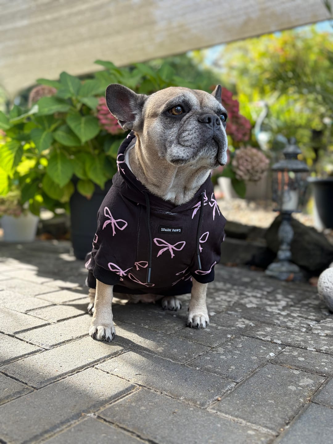Customer photo review of Coquette Dog Hoodie