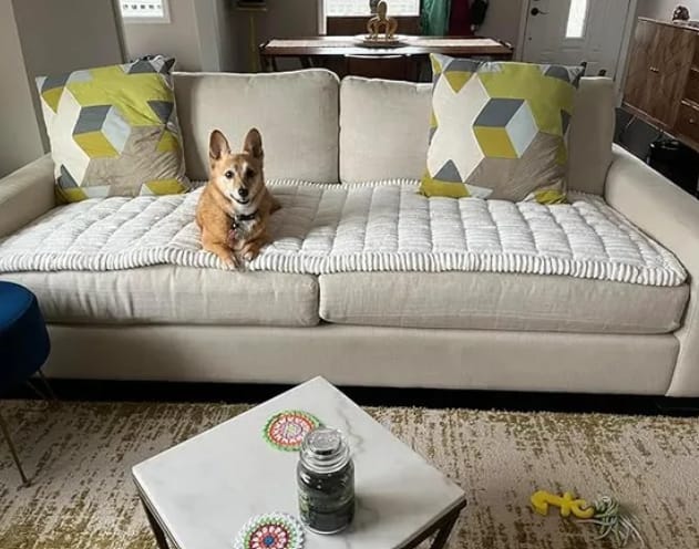 Customer photo review of Loami CozyCover™ – die kuschelige Sofadecke für Haustiere 🐾