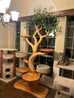 Customer photo review of Cat Shelf Wall Natural Living Room Decor room Perfect Pet Gift