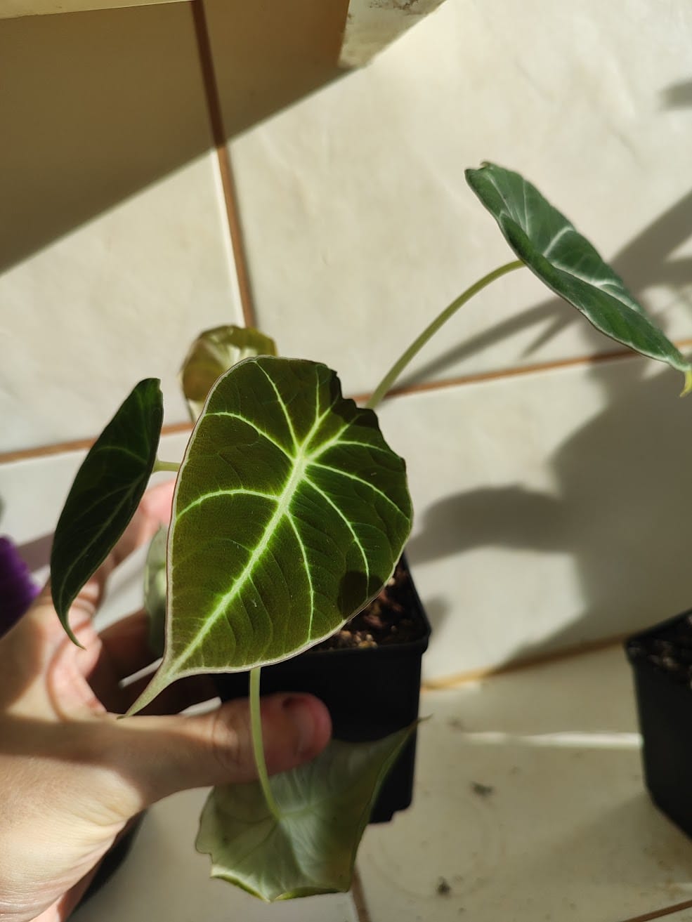 Customer photo review of ALOCASIA BLACK VELVET