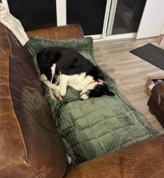 Customer photo review of Loami CozyCover™ – die kuschelige Sofadecke für Haustiere 🐾