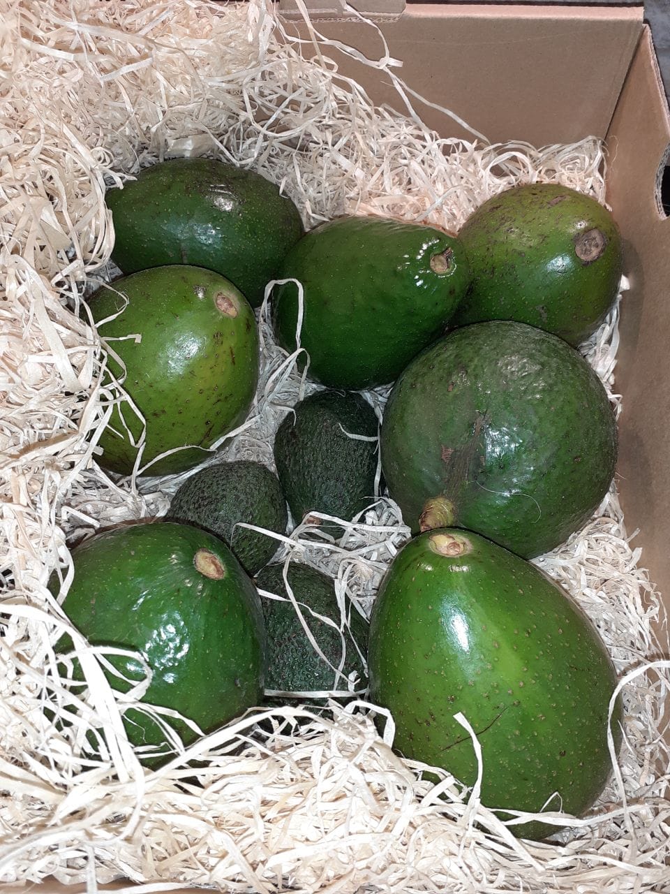 Customer photo review of Avocado Margarida 4kg Box Sparpreis %