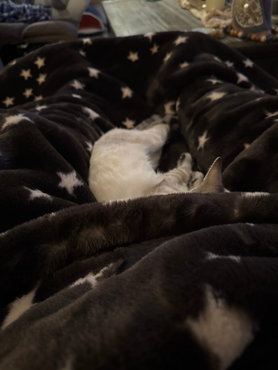 Customer photo review of Lush Halloween Stars Blanket