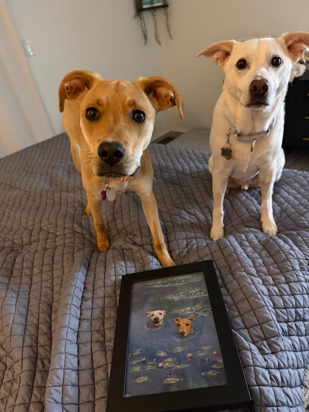 Customer photo review of Custom Funny Pet Portrait | Water Lilies For 2 Pets or More
