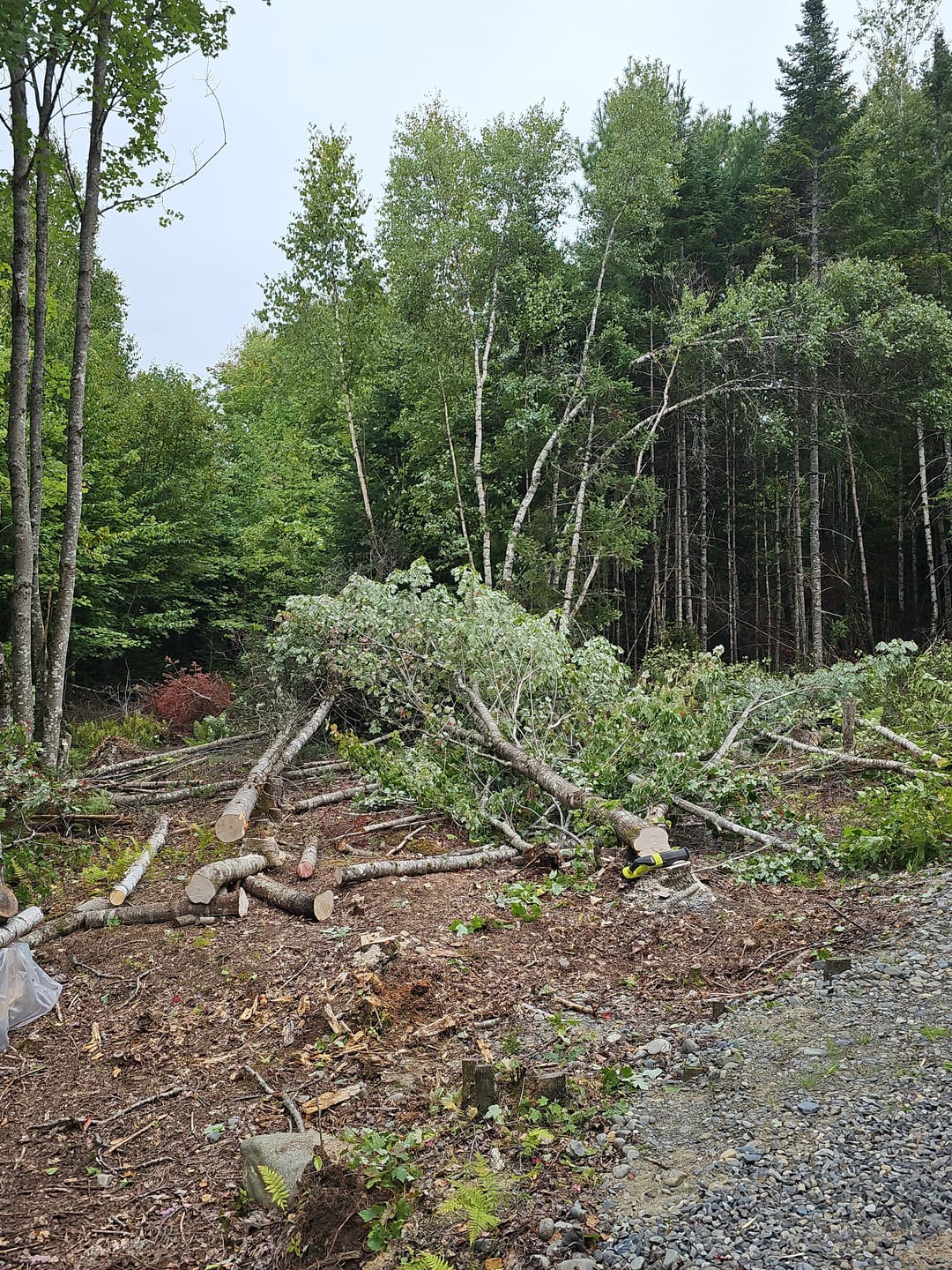 Customer photo review of Tree Trimming/Wood Cutting – ProCut U-Groove Arc Edge Pruning Reciprocating Saw Blade