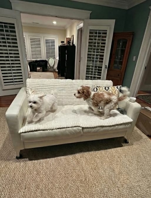 Customer photo review of Loami CozyCover™ – die kuschelige Sofadecke für Haustiere 🐾