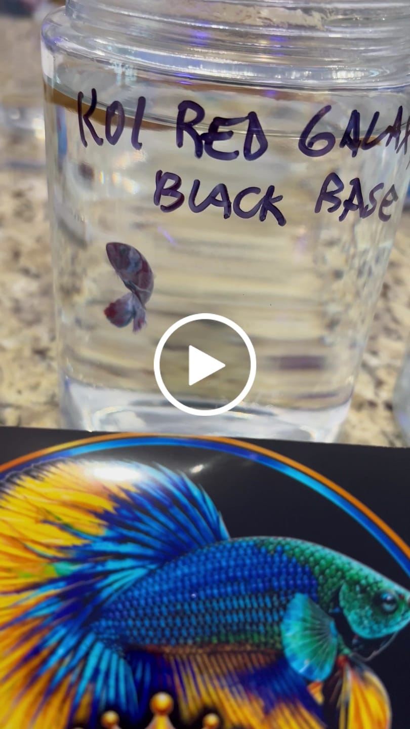 Customer video review of Koi Red Black Base Female Betta Fish | New