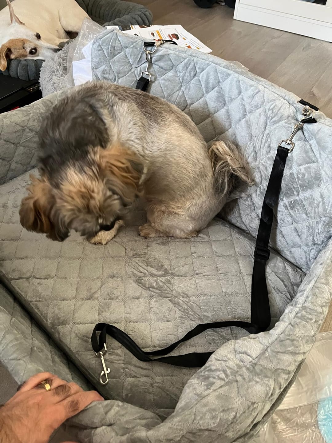 Customer photo review of Pawcify Voyage Plus — Memory Foam Dog Car Bed