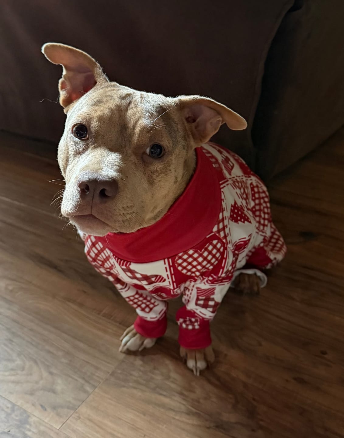 Customer photo review of Dog Christmas Pajama - Festive Patchwork