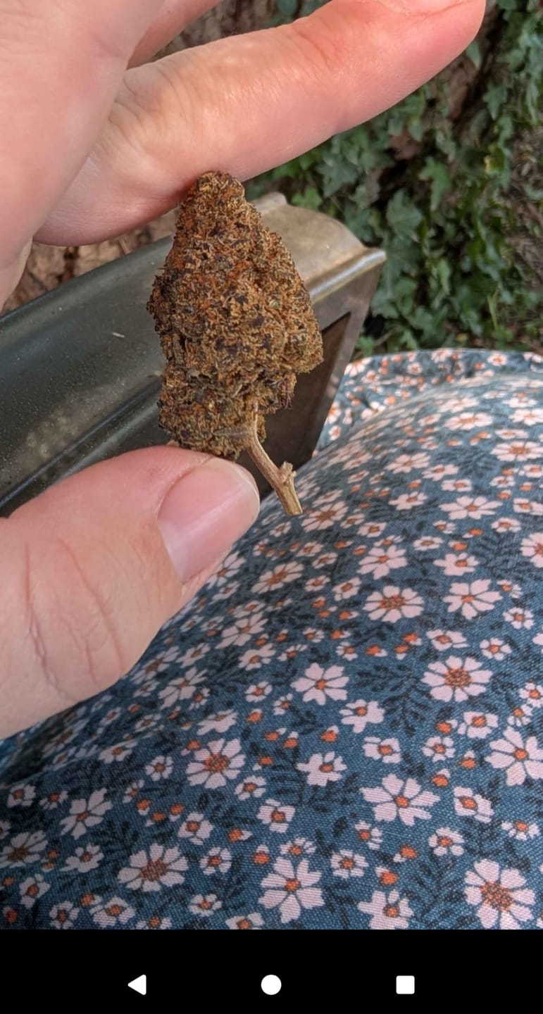 Customer photo review of Watermelon Zkittlez THCa Flower Indica 10g 🟣