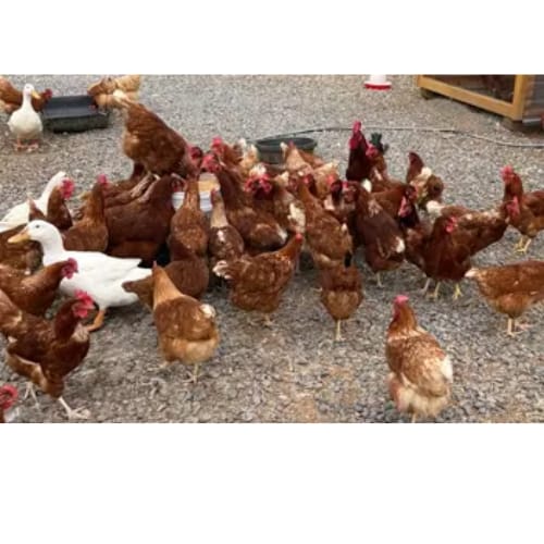 Customer photo review of Grano Gallinas