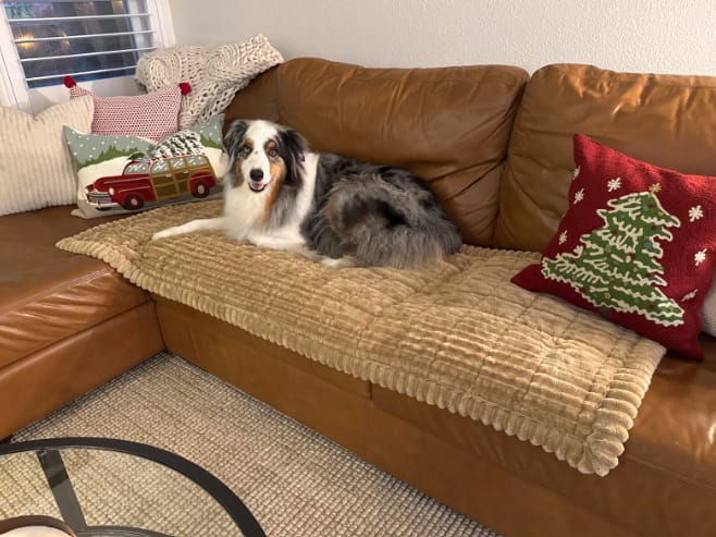 Customer photo review of Loami CozyCover™ – die kuschelige Sofadecke für Haustiere 🐾