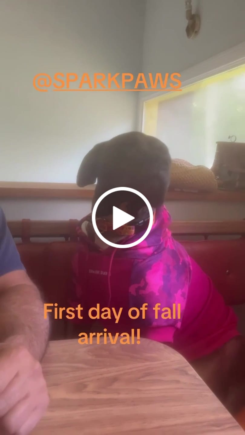 Customer video review of Fuchsia Camo Dog Hoodie