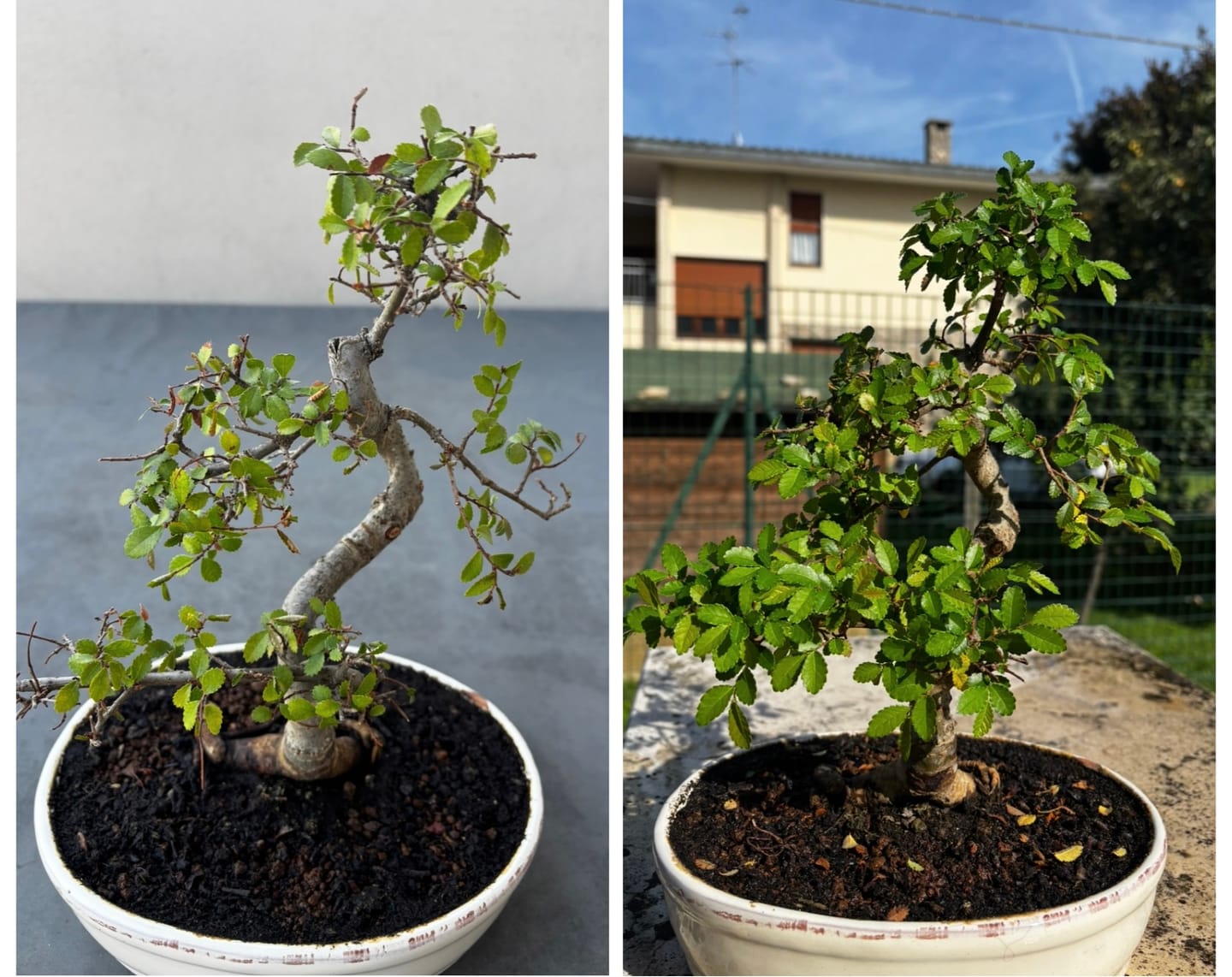 Customer photo review of BONSAI 365