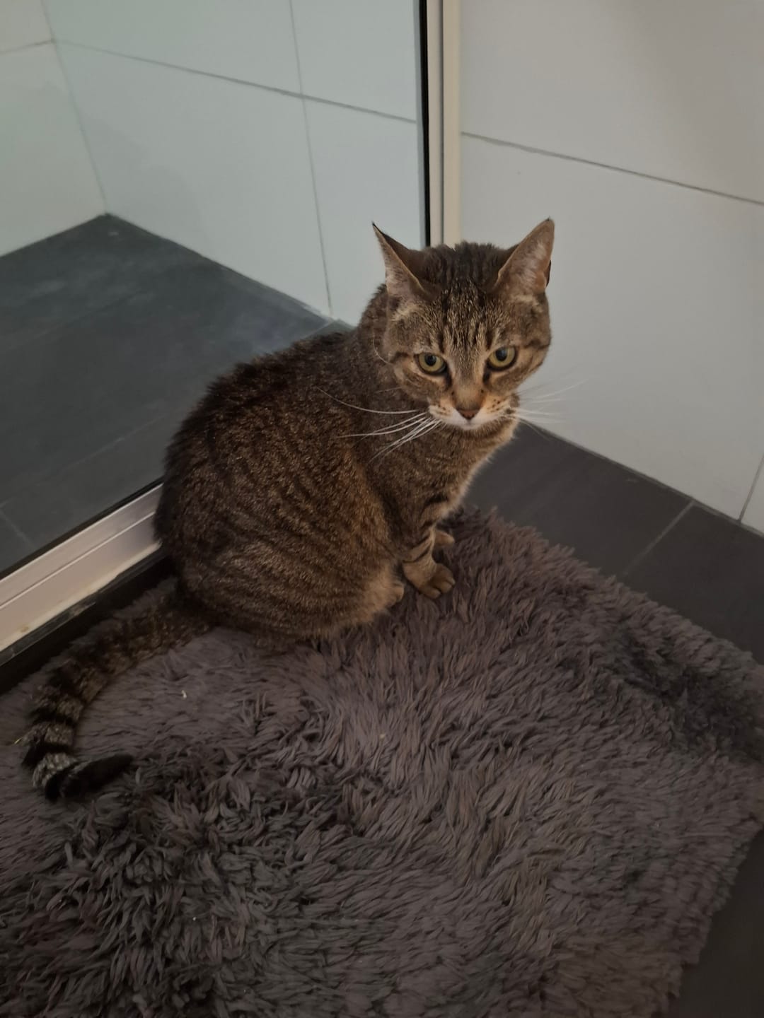 Customer photo review of Virbac HPM Cat Kidney & Joint 2 1,5 Kg - Alimento Renal para Gatos con ERC IRIS 2