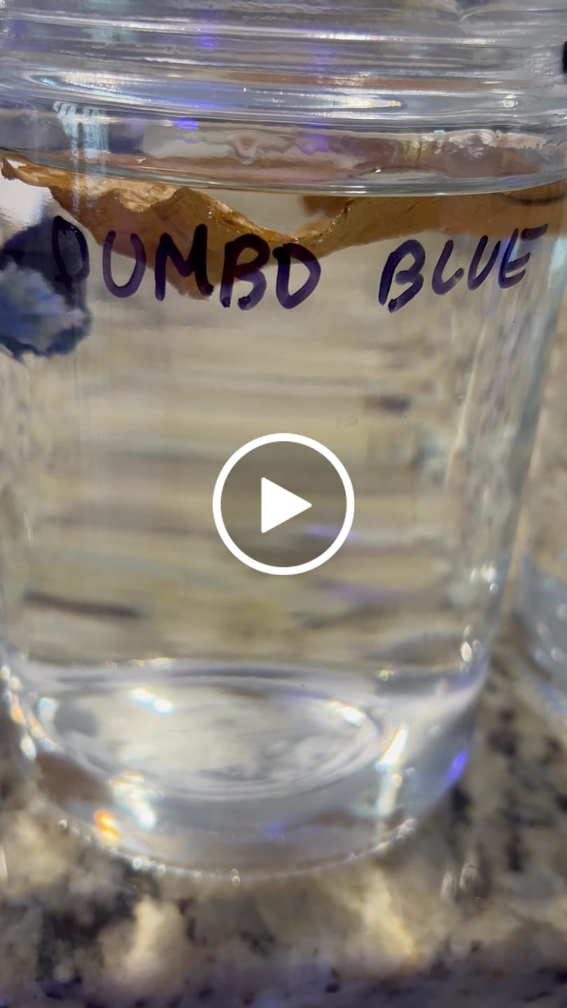 Customer video review of Dumbo Blue Female Betta Fish