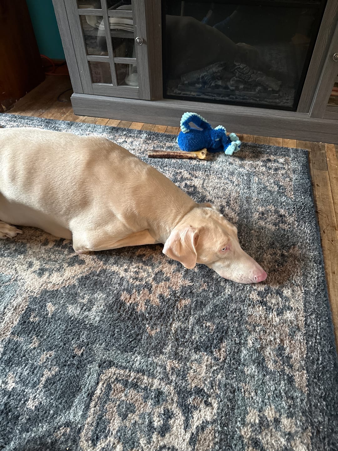 Customer photo review of Medium Ostrich Cane (10" x 3"): The Long-Lasting, Flavor-Packed Chew for Medium & Large Dogs